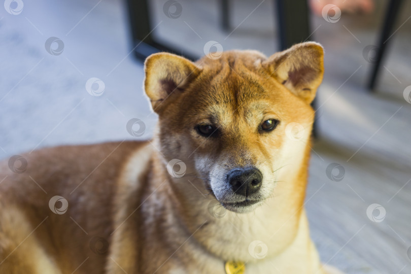 Скачать Обычная фотография сиба-ину, сделанная в помещении, при естественном освещении, слегка размытая, любительский стиль фотосток Ozero