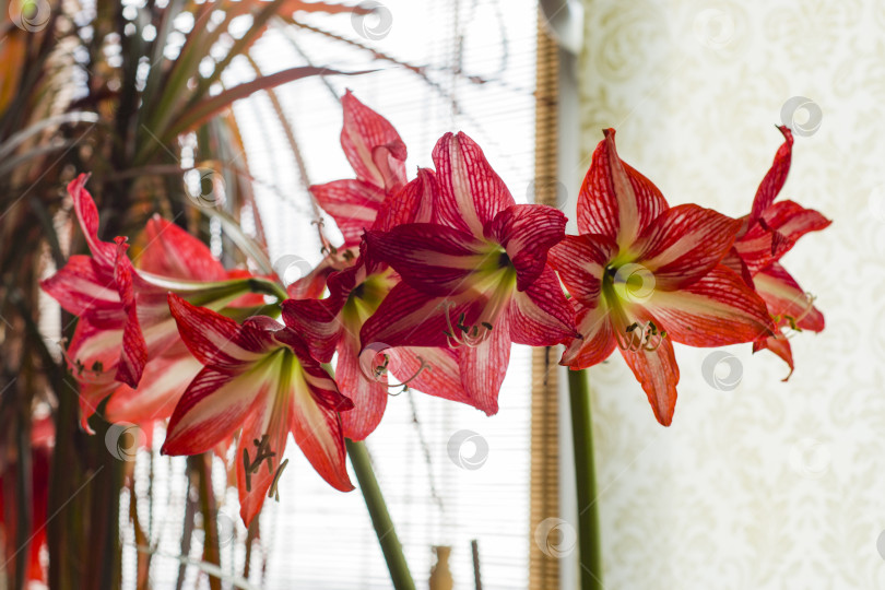 Скачать Фотосъемка гиппеаструма в помещении крупным планом фотосток Ozero