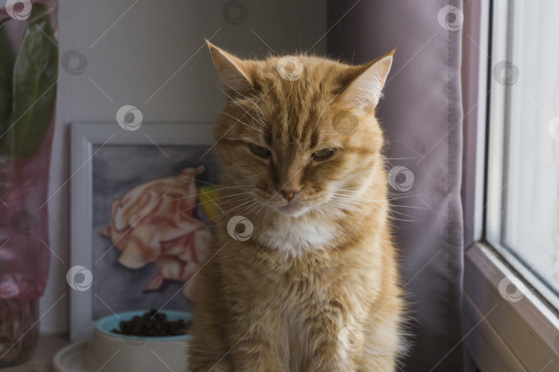 Скачать Портрет полосатого рыжего кота. Очаровательный питомец позирует. Симпатичное домашнее животное, естественное освещение. фотосток Ozero