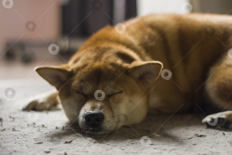 Скачать Обычная фотография сиба-ину, сделанная в помещении, при естественном освещении, слегка размытая, любительский стиль фотосток Ozero