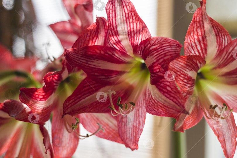 Скачать Фотосъемка гиппеаструма в помещении крупным планом фотосток Ozero