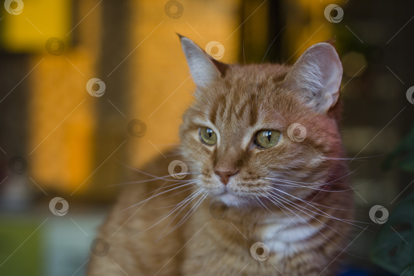 Скачать Портрет полосатого рыжего кота. Очаровательный питомец позирует. Симпатичное домашнее животное, естественное освещение. фотосток Ozero