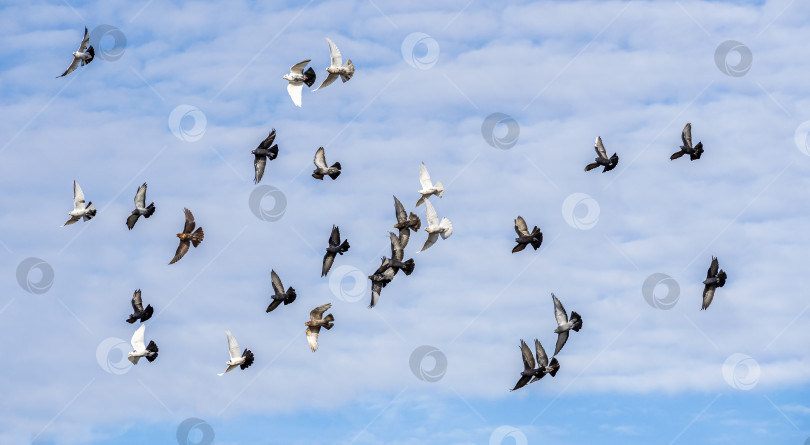 Скачать Большая стая домашних декоративных голубей летит на фоне голубого облачно-голубого неба. фотосток Ozero