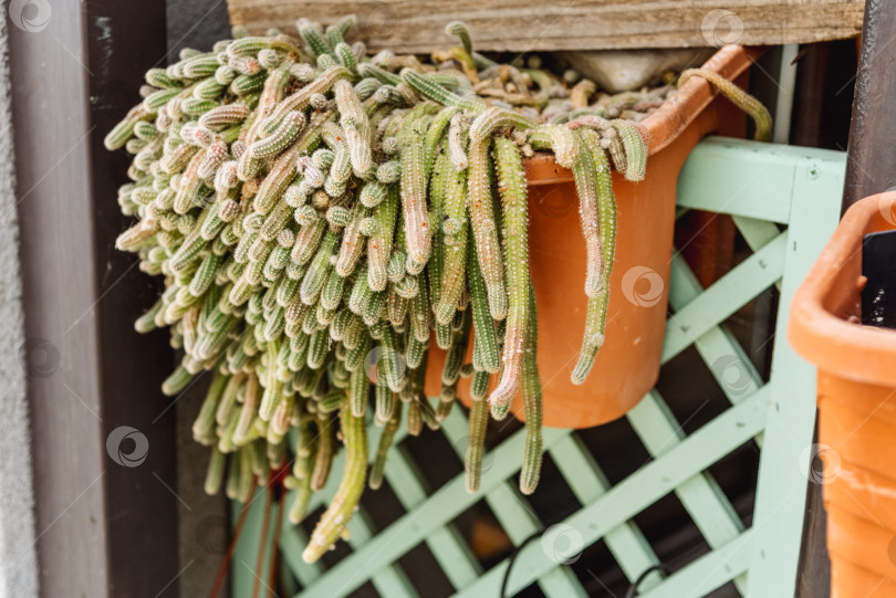 Скачать Комнатное растение зеленый кактус в горшке Echinopsis Chamaecereus, растущий в саду на открытом воздухе фотосток Ozero