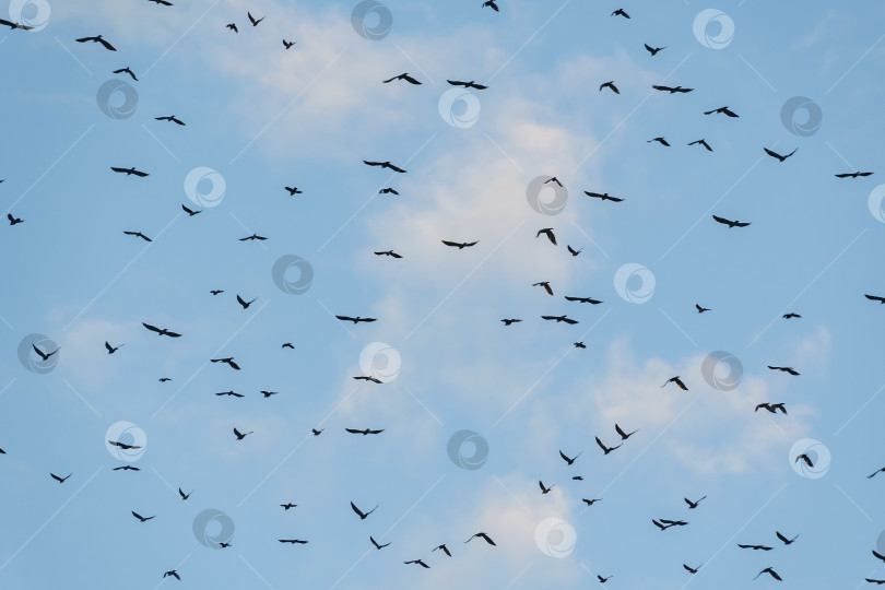 Скачать Большая стая диких черных птиц летит на фоне голубого облачного неба. Свобода. фотосток Ozero