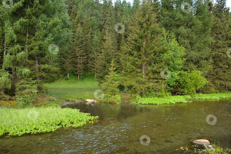 Скачать Небольшая заводь на берегу узкой речки, текущей летним утром с гор через поляну у подножия хвойного леса. фотосток Ozero