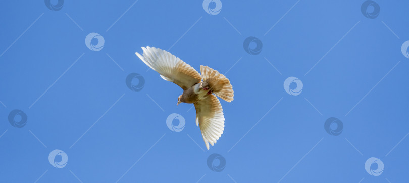 Скачать Одинокий бело-коричневый декоративный голубь летит высоко на фоне голубого летнего неба. фотосток Ozero