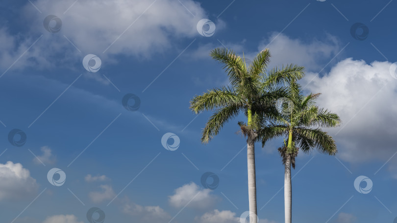 Скачать Две высокие королевские пальмы на фоне голубого неба и облаков. фотосток Ozero