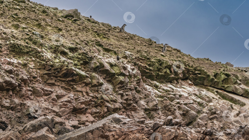 Скачать Пингвины Гумбольдта на скалистом склоне острова. фотосток Ozero