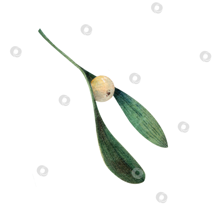 Скачать Лист омелы с белой ягодой, акварельная иллюстрация. Рождественский ботанический элемент для поздравительных открыток, приглашений и праздничного оформления. Изолированный на белом фоне. фотосток Ozero