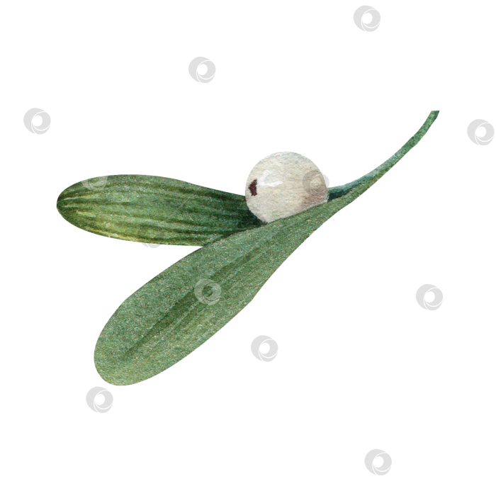Скачать Лист омелы с белой ягодой, акварельная иллюстрация. Рождественский ботанический элемент для поздравительных открыток, приглашений и праздничного оформления. Изолированный на белом фоне. фотосток Ozero