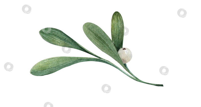 Скачать Лист омелы с белой ягодой, акварельная иллюстрация. Рождественский ботанический элемент для поздравительных открыток, приглашений и праздничного оформления. Изолированный на белом фоне. фотосток Ozero