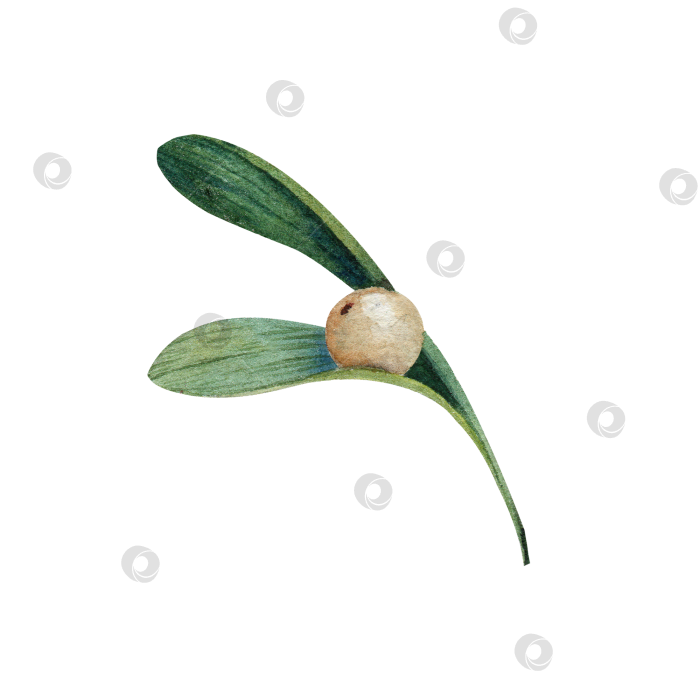 Скачать Лист омелы с белой ягодой, акварельная иллюстрация. Рождественский ботанический элемент для поздравительных открыток, приглашений и праздничного оформления. Изолированный на белом фоне. фотосток Ozero