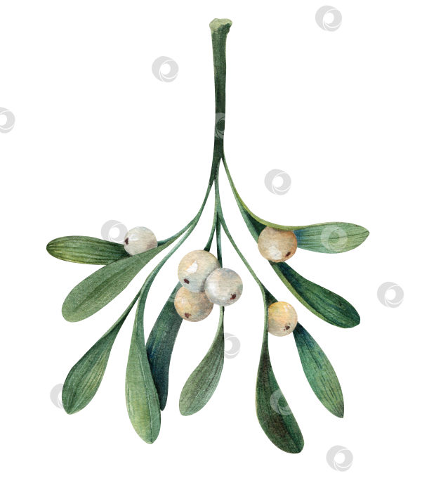 Скачать Ветка омелы с белыми ягодами, акварельная иллюстрация. Рождественский ботанический элемент для поздравительных открыток, приглашений и праздничного оформления. Изолированный на белом фоне. фотосток Ozero