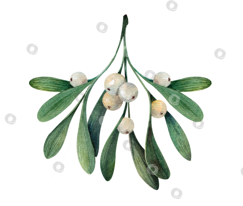 Скачать Ветка омелы с белыми ягодами, акварельная иллюстрация. Рождественский ботанический элемент для поздравительных открыток, приглашений и праздничного оформления. Изолированный на белом фоне. фотосток Ozero
