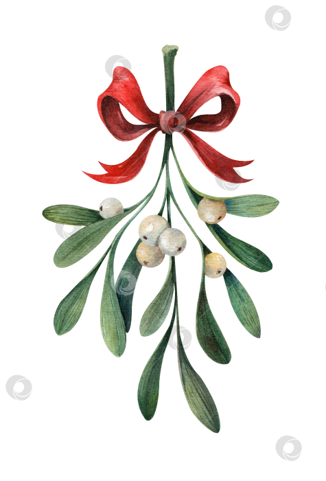 Скачать Ветка омелы с белыми ягодами и красным бантом, акварельная иллюстрация. Рождественский элемент декора для поздравительных открыток, приглашений и праздничного оформления. Выделенный на белом фоне. фотосток Ozero