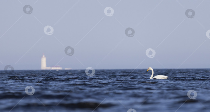 Скачать Лебедь-кликун (Cygnus cygnus) плывет по голубой воде на фоне маяка. фотосток Ozero