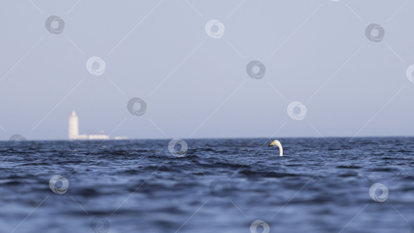 Скачать Голова лебедя-кликуна над водой на фоне маяка, Финский залив фотосток Ozero