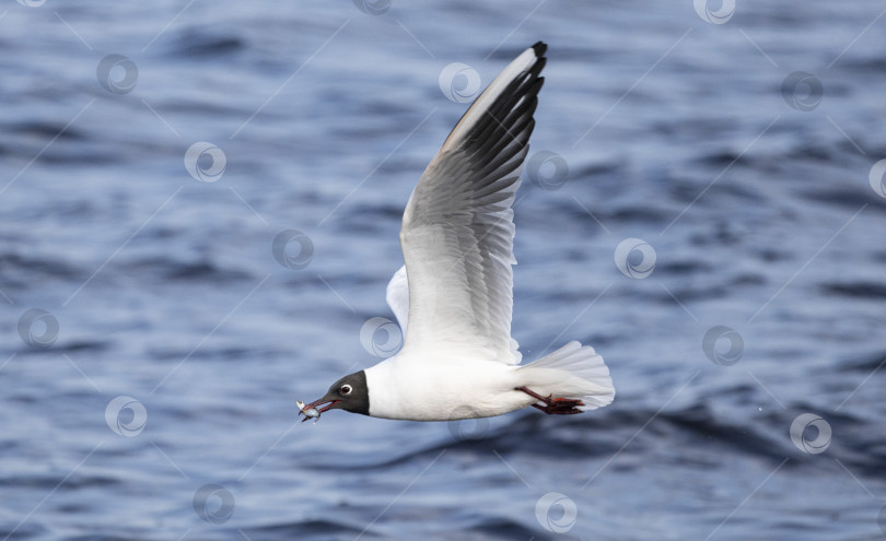 Скачать Черноголовая чайка (Chroicocephalus ridibundus) в полете над океаном с рыбой в клюве. фотосток Ozero