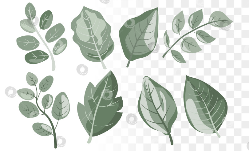 Скачать Современный вектор ботанических листьев Содержит минималистичные иконки с зеленой листвой шалфея для экологичного брендинга, упаковки органических средств по уходу за кожей и веб-дизайна для оздоровления фотосток Ozero