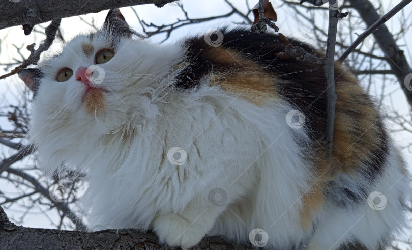 Скачать Трехцветная кошка сидит на дереве зимой. Крупный план, голубое небо. фотосток Ozero