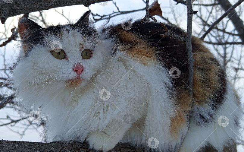 Скачать Трехцветная кошка сидит на дереве зимой. Крупный план, голубое небо. фотосток Ozero