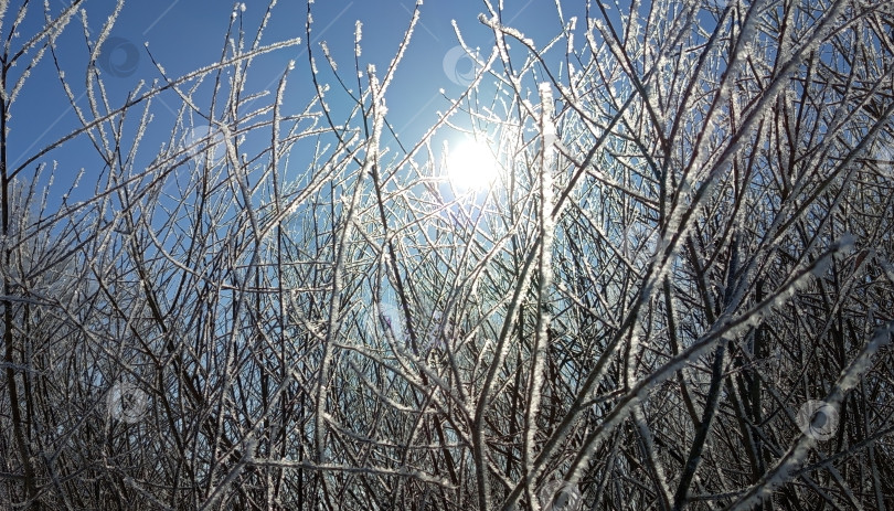 Скачать Ветки ивы в инее блестят на солнце. фотосток Ozero