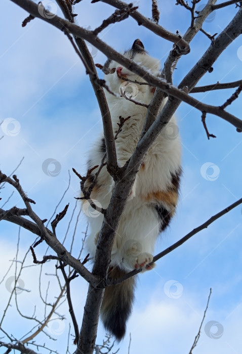 Скачать Трехцветная пушистая кошка на дереве зимой, зимнее голубое небо фотосток Ozero