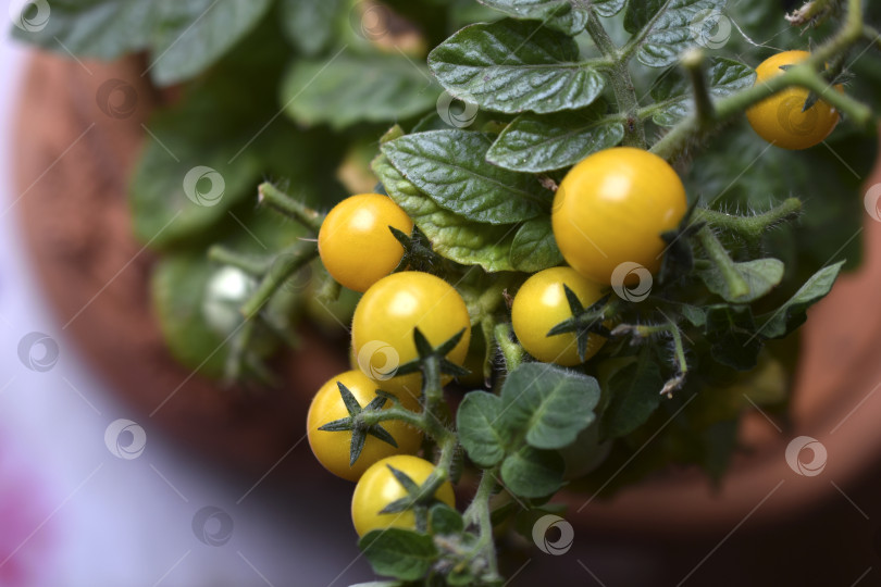 Скачать Домашние помидоры на подоконнике. Помидоры черри. Желтые и зеленые мелкие плоды помидоров. фотосток Ozero