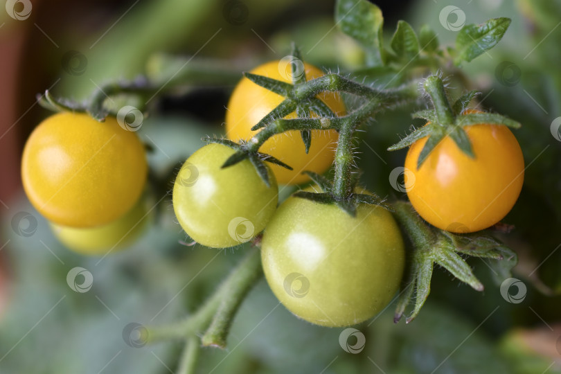 Скачать Домашние помидоры на подоконнике. Помидоры черри. Желтые и зеленые мелкие плоды помидоров. фотосток Ozero