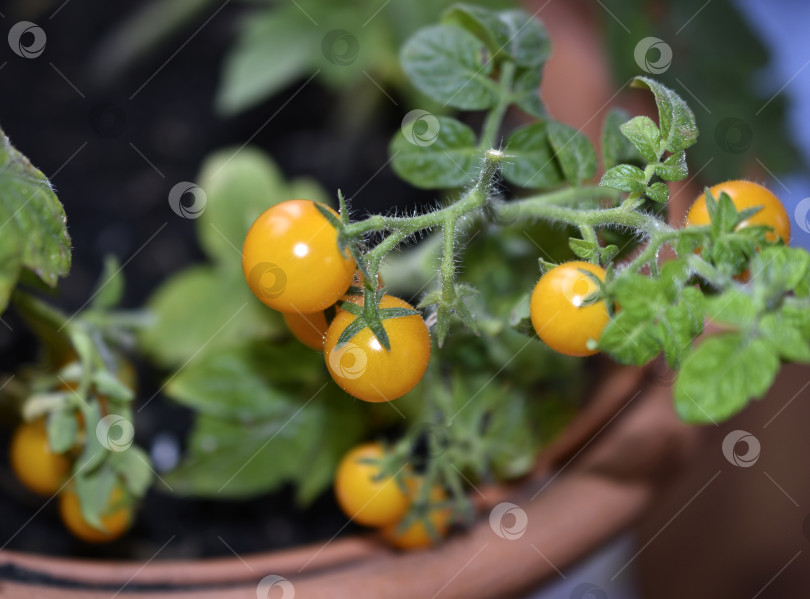 Скачать Домашние помидоры на подоконнике. Помидоры черри. Желтые и зеленые мелкие плоды помидоров. фотосток Ozero