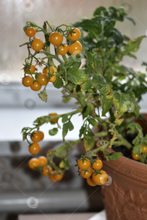 Скачать Домашние помидоры на подоконнике. Помидоры черри в горшочке. Желтые и зеленые мелкие плоды помидоров. фотосток Ozero