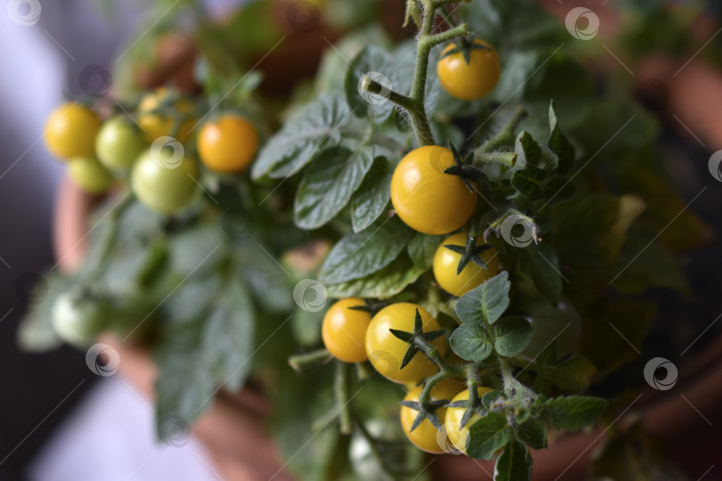 Скачать Домашние помидоры на подоконнике. Помидоры черри. Желтые и зеленые мелкие плоды помидоров. фотосток Ozero