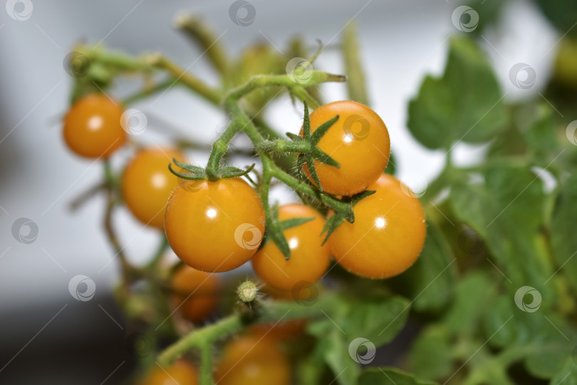 Скачать Домашние помидоры на подоконнике. Помидоры черри. Желтые и зеленые мелкие плоды помидоров. фотосток Ozero