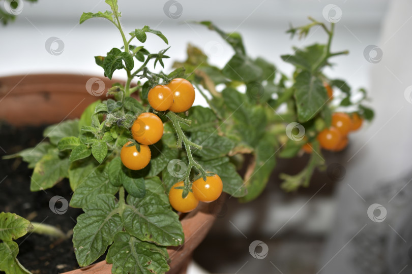 Скачать Домашние помидоры на подоконнике. Помидоры черри. Желтые и зеленые мелкие плоды помидоров. фотосток Ozero