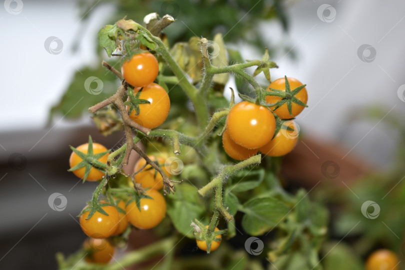 Скачать Домашние помидоры на подоконнике. Помидоры черри. Желтые и зеленые мелкие плоды помидоров. фотосток Ozero