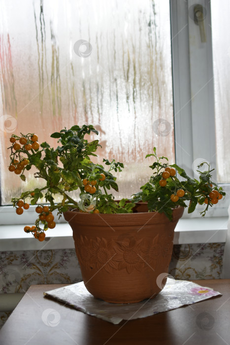 Скачать Домашние помидоры на подоконнике. Помидоры черри в горшочке. Желтые и зеленые мелкие плоды помидоров. фотосток Ozero