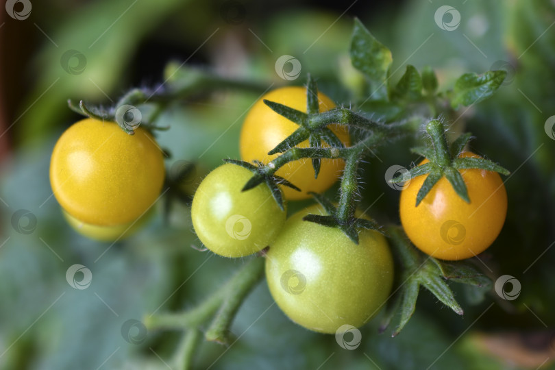 Скачать Домашние помидоры на подоконнике. Помидоры черри. Желтые и зеленые мелкие плоды помидоров. фотосток Ozero