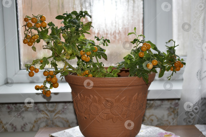 Скачать Домашние помидоры на подоконнике. Помидоры черри в горшочке. Желтые и зеленые мелкие плоды помидоров. фотосток Ozero