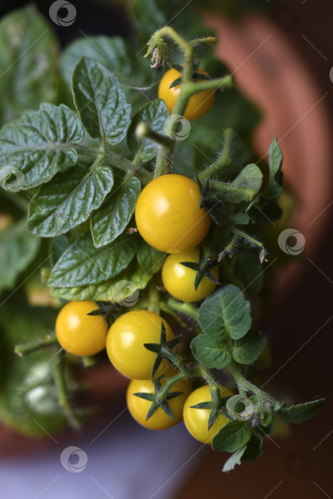 Скачать Домашние помидоры на подоконнике. Помидоры черри. Желтые и зеленые мелкие плоды помидоров. фотосток Ozero