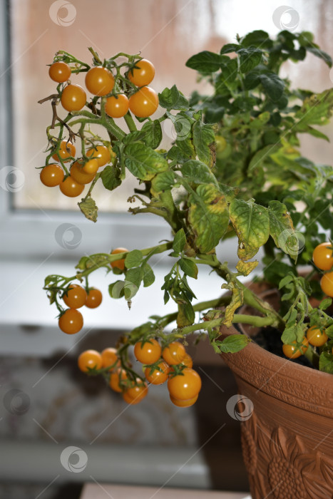 Скачать Домашние помидоры на подоконнике. Помидоры черри в горшочке. Желтые и зеленые мелкие плоды помидоров. фотосток Ozero