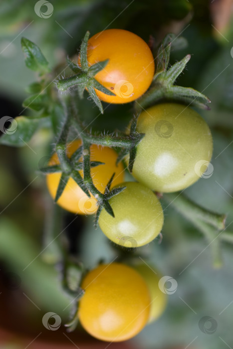 Скачать Домашние помидоры на подоконнике. Помидоры черри. Желтые и зеленые мелкие плоды помидоров. фотосток Ozero