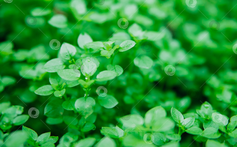 Скачать Фон из мелких зеленых листьев. Декоративное растение в саду. Естественный фон и текстура. фотосток Ozero