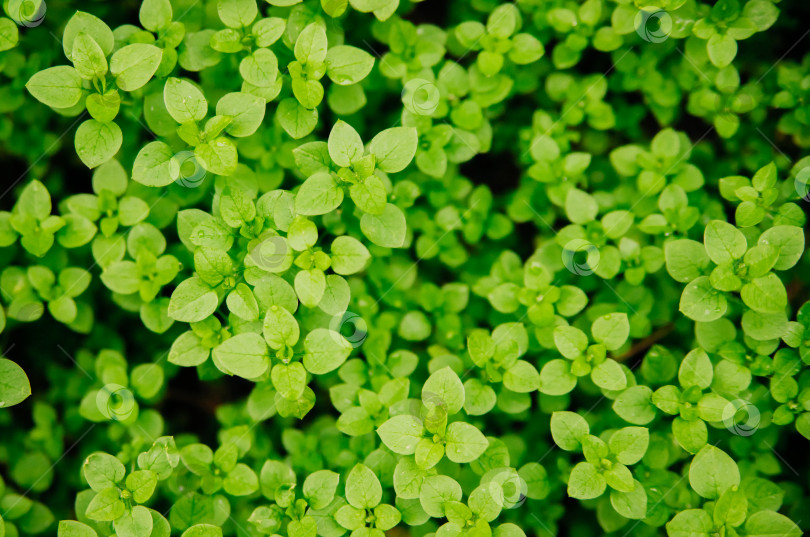 Скачать Фон из мелких зеленых листьев. Декоративное растение в саду. Естественный фон и текстура. фотосток Ozero