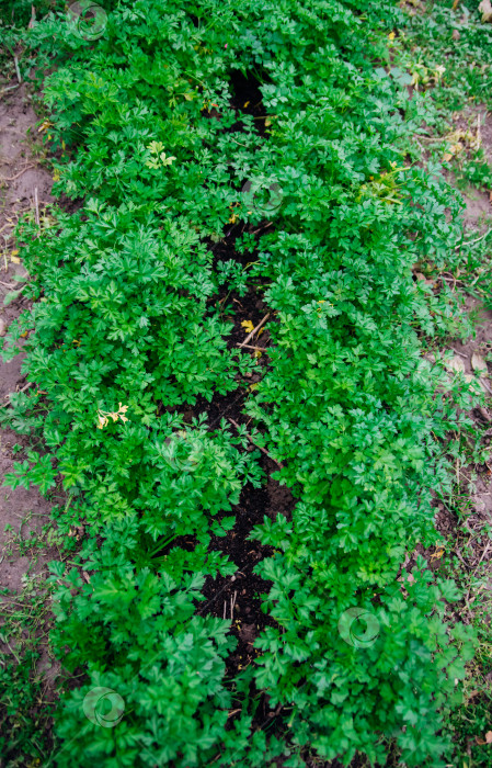 Скачать Зеленые листья петрушки крупным планом. Естественный фон и текстура. фотосток Ozero
