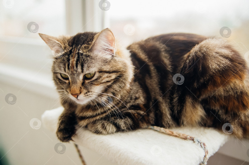 Скачать Полосатый пушистик отдыхает на уютном диванчике. Домашнее животное. фотосток Ozero