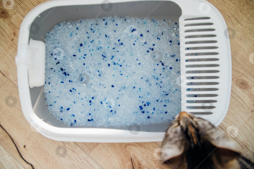 Скачать Контейнер с наполнителем для кошачьего туалета. Кошачий туалет в квартире, комфорт для питомца. фотосток Ozero