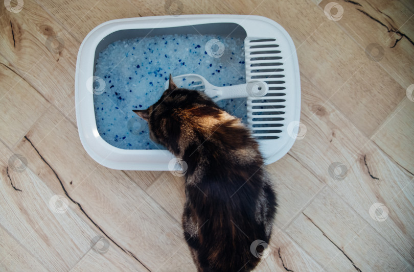 Скачать Контейнер с наполнителем для кошачьего туалета. Кошачий туалет в квартире, комфорт для питомца. фотосток Ozero