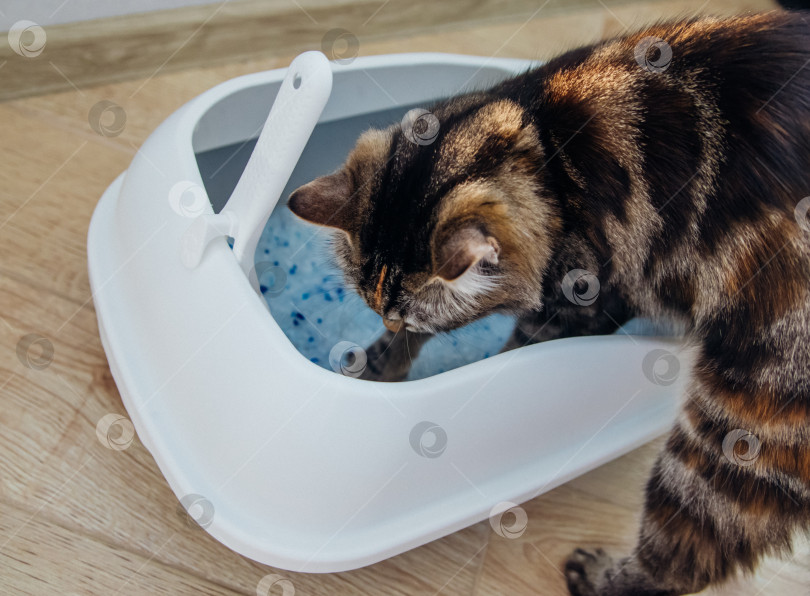Скачать Контейнер с наполнителем для кошачьего туалета. Кошачий туалет в квартире, комфорт для питомца. фотосток Ozero