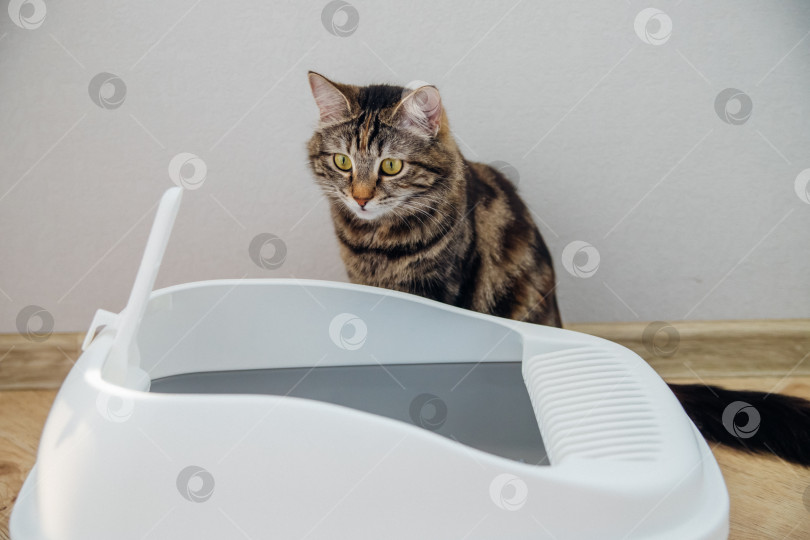 Скачать Контейнер с наполнителем для кошачьего туалета. Кошачий туалет в квартире, комфорт для питомца. фотосток Ozero